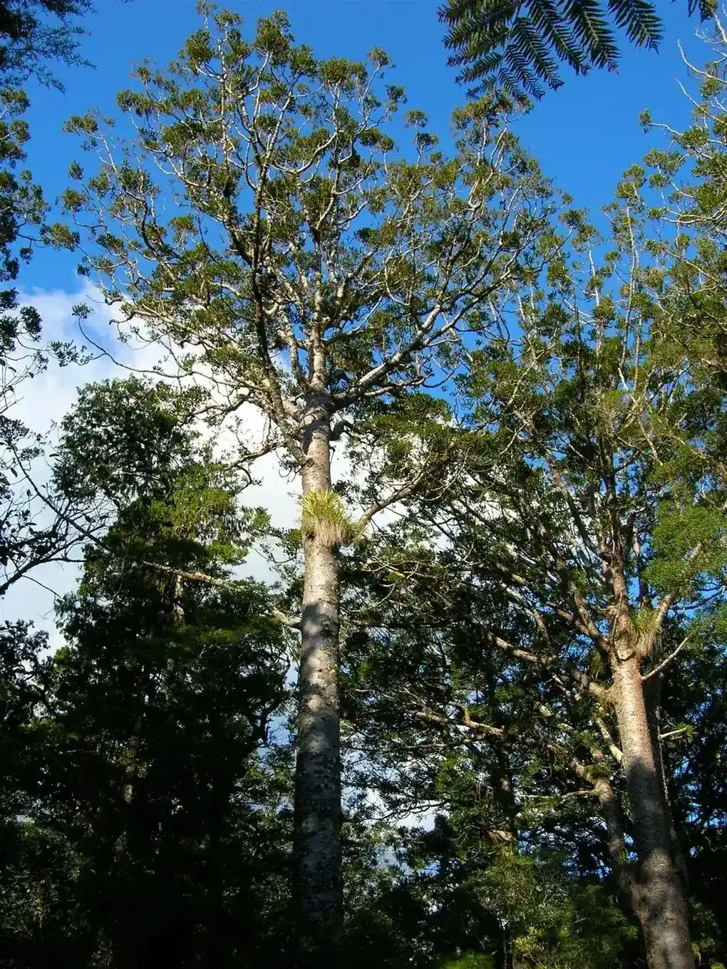 Kauri representing native trees