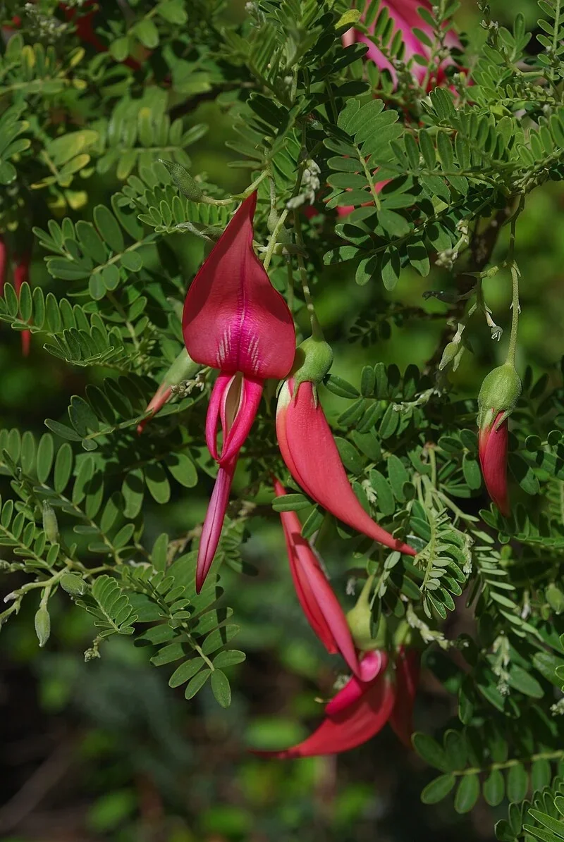 Kakabeak, a threatened species