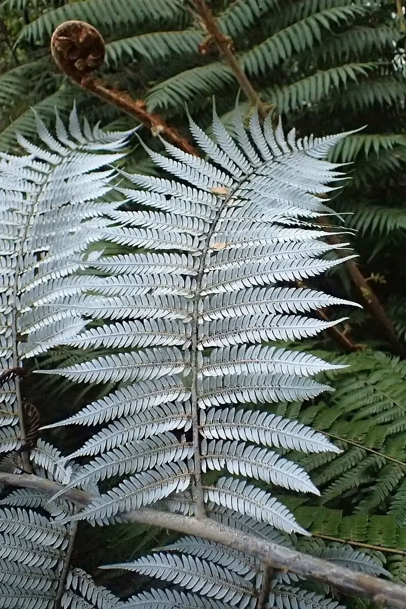 Silver fern fronds