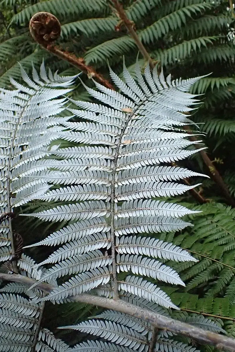 Silver fern fronds