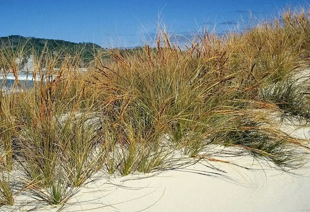 Pingao sand-binding grass