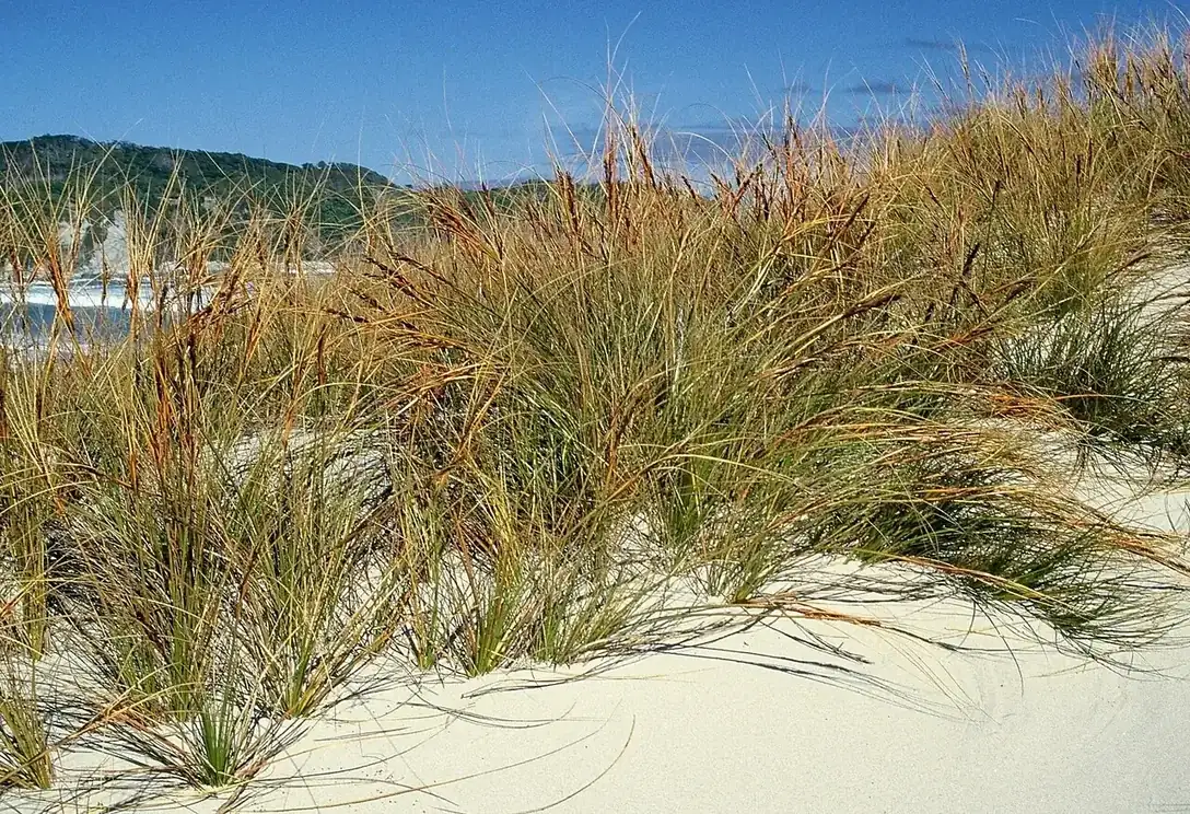 Pingao sand-binding grass