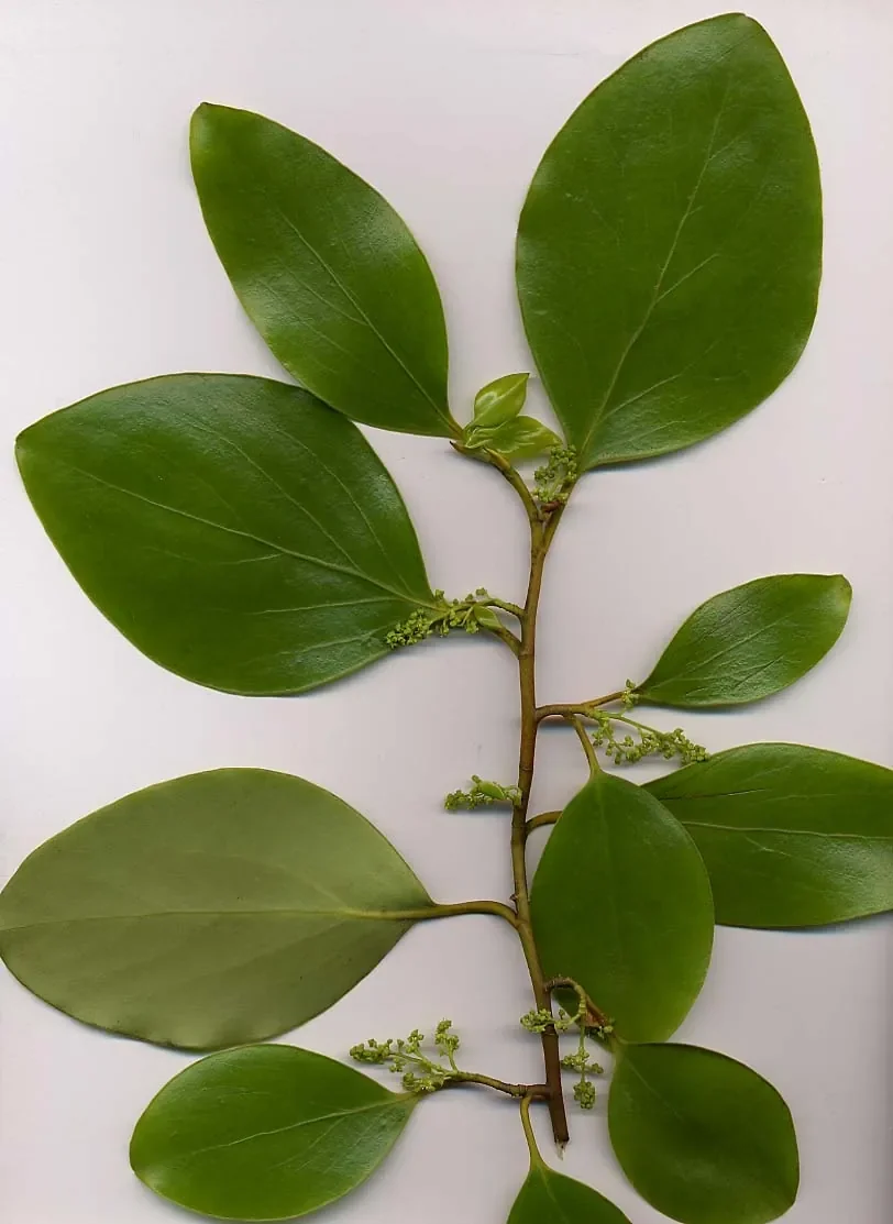 Griselinia shrub foliage