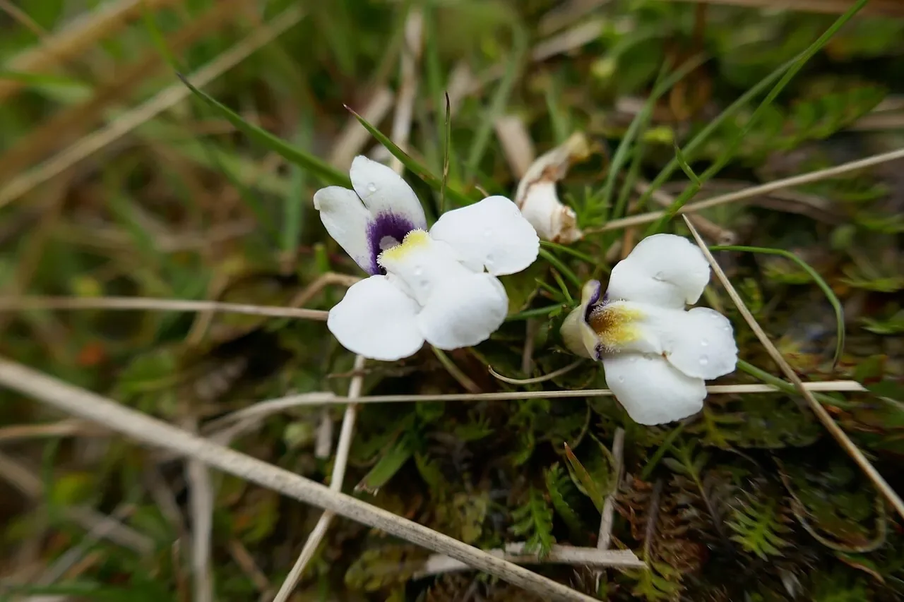 Mazus radicans ground cover
