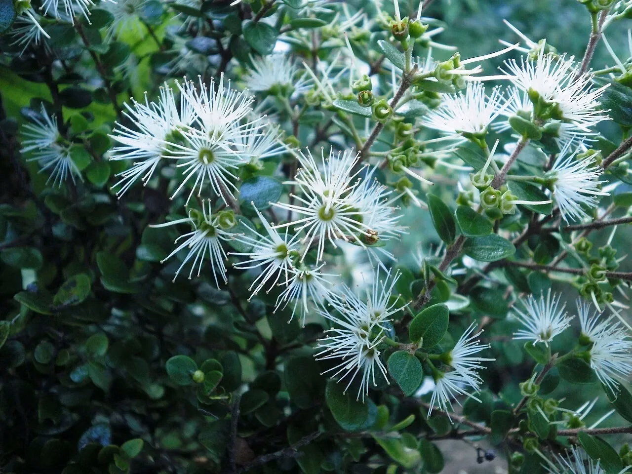 Supplejack vine (kareao)