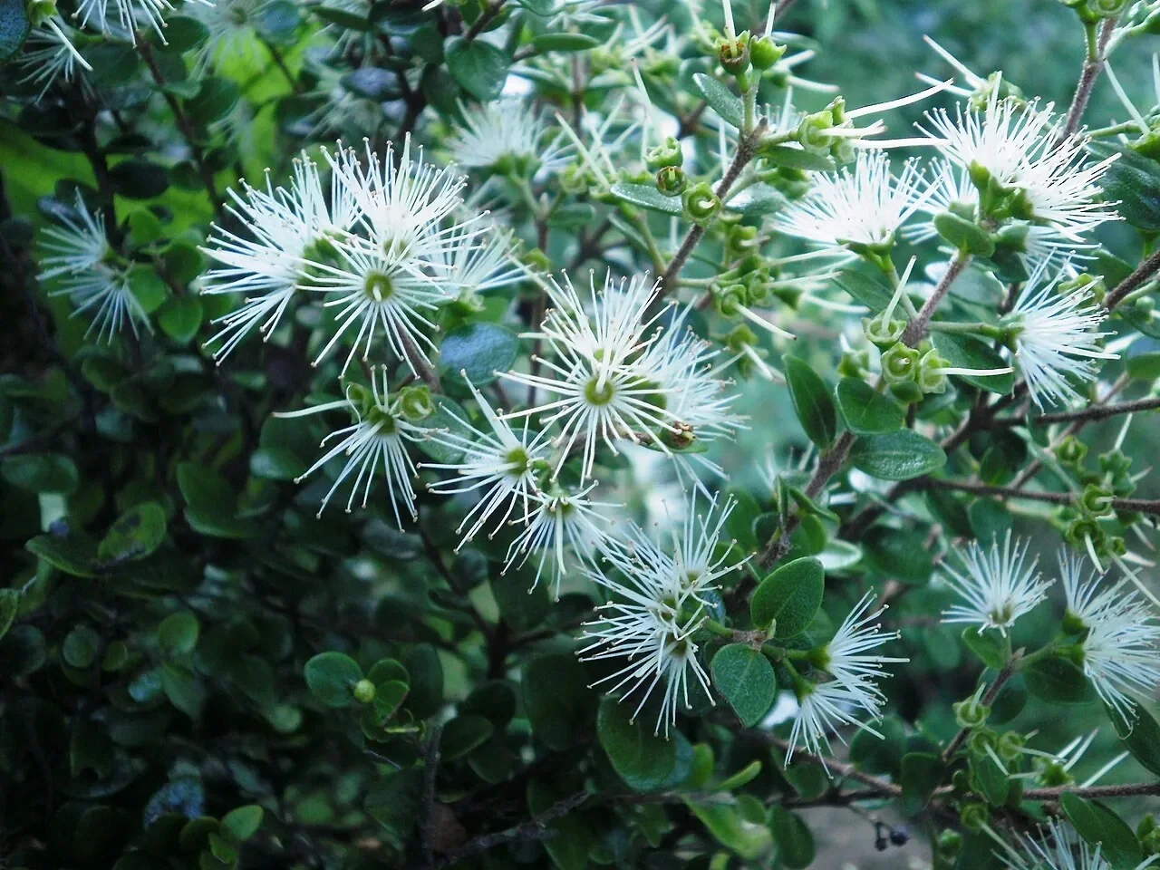 Supplejack vine (kareao)