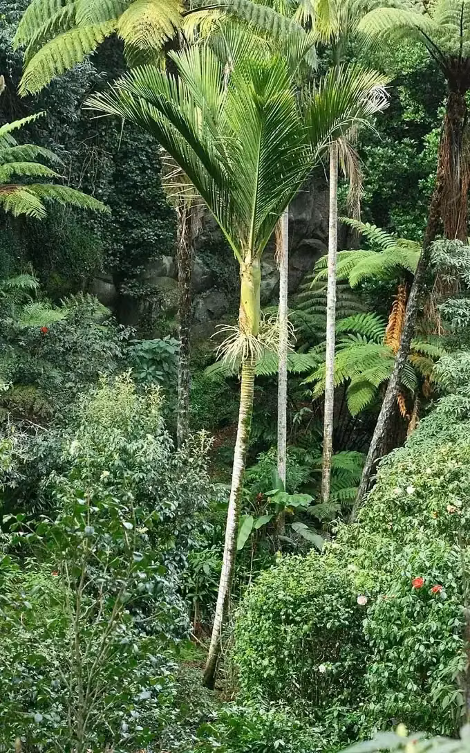 Nikau palm crown