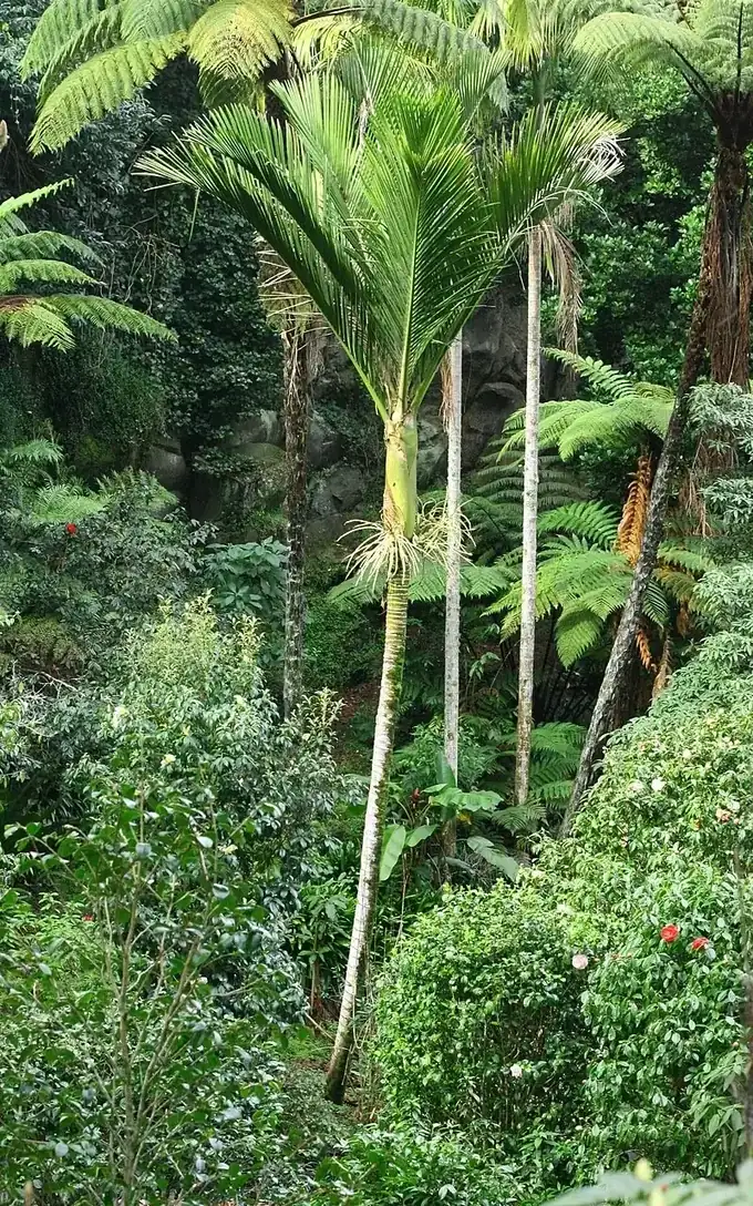 Nikau palm crown