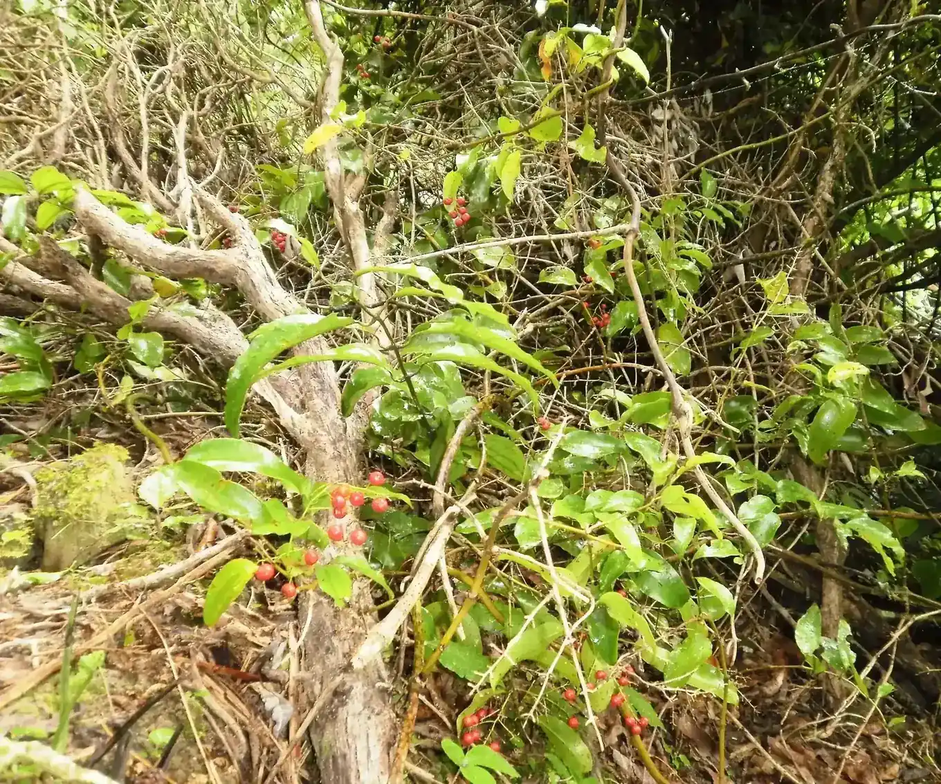 Muehlenbeckia complexa vine