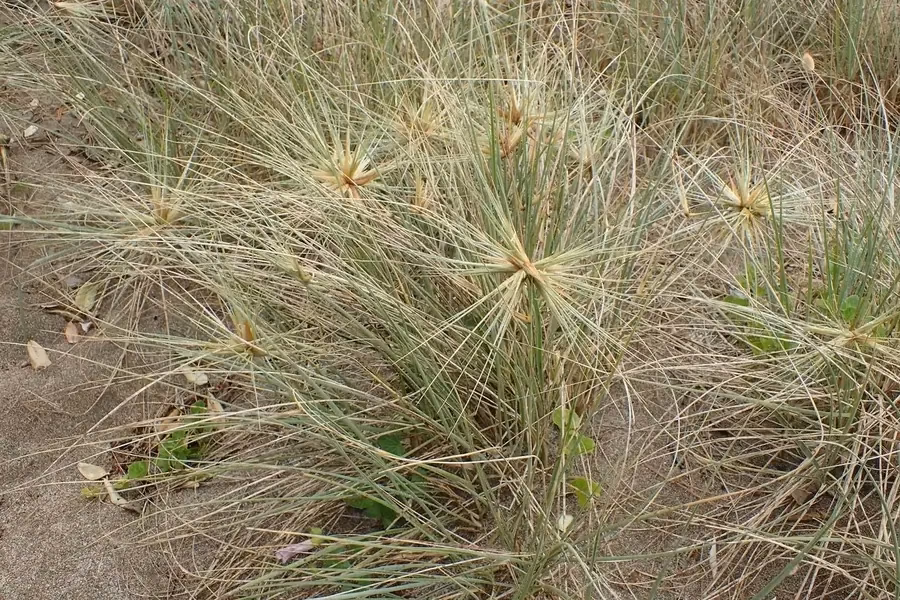 Spinifex sericeus coastal grass