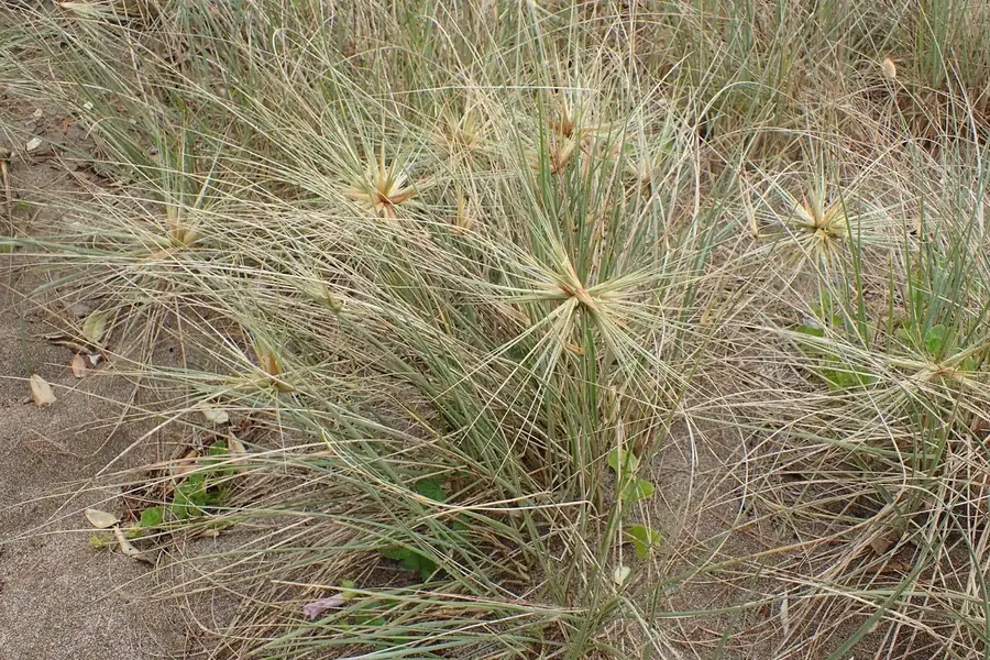 Spinifex sericeus coastal grass