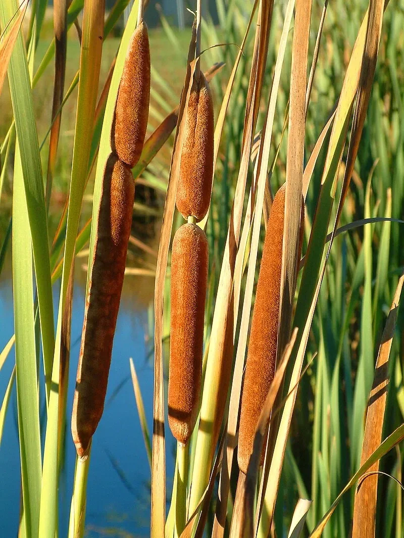 Giant spike sedge in wetland